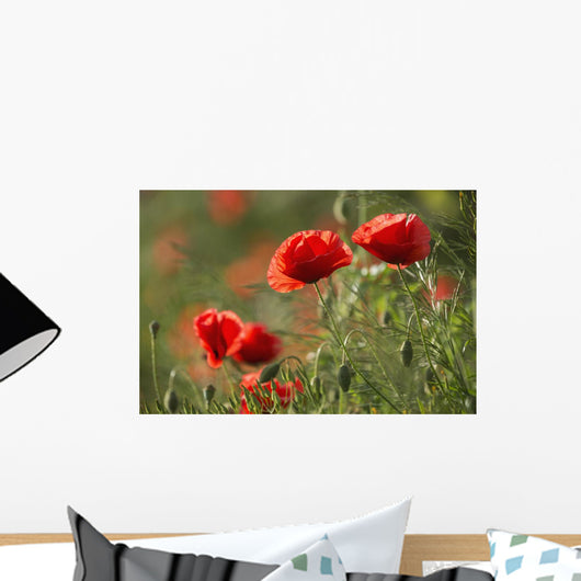 Red poppy Wall Mural