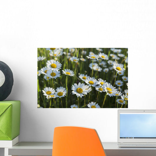 Marguerite Wall Mural