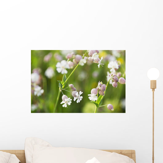 Bladder campion Wall Mural