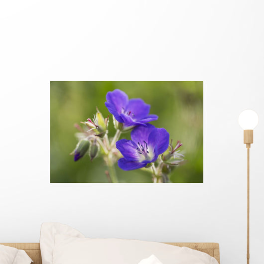 Wild geranium Wall Mural
