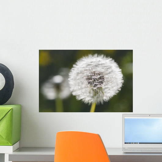 Dandelion Wall Mural