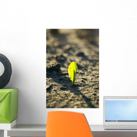 A young corn seedling emerges from the wet ground Wall Mural