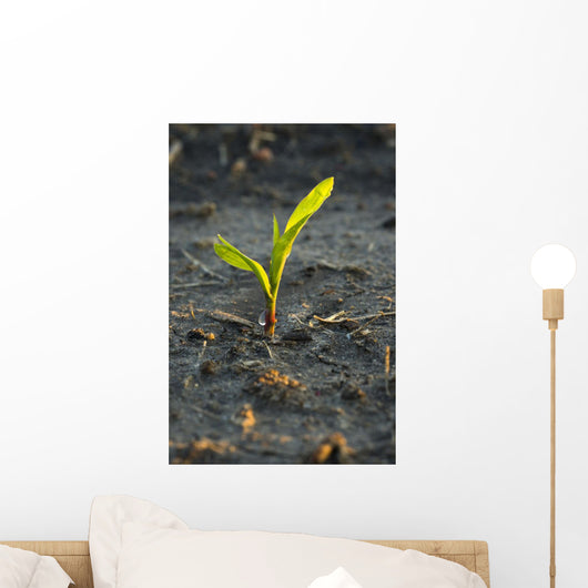 A young corn plant is wet from a recent rain in Central Iowa Wall Mural