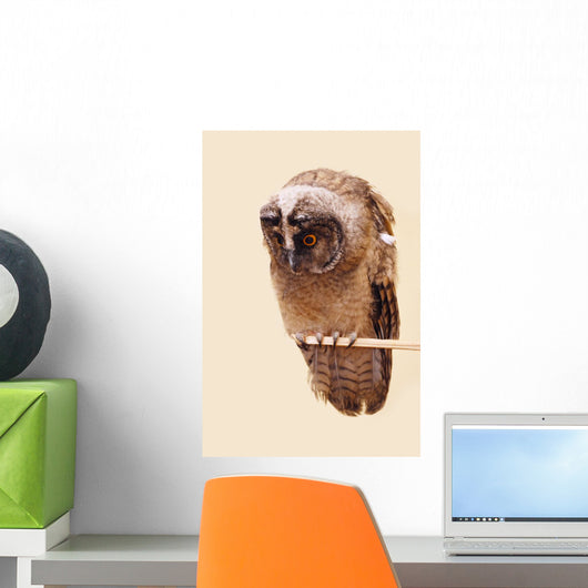 Young Long-eared Owl Wall Decal