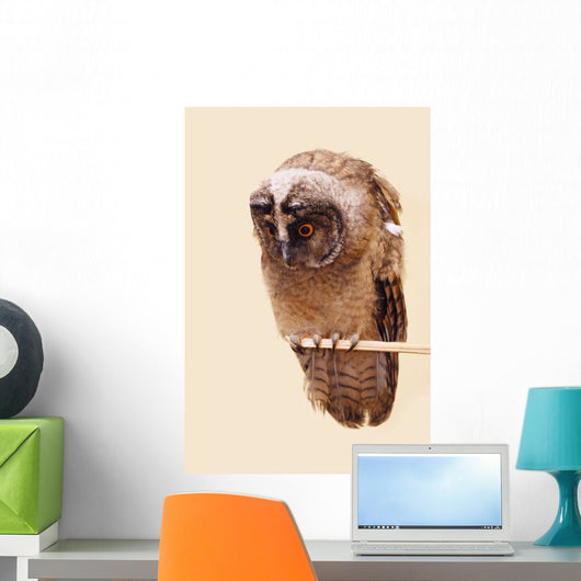 Young Long-eared Owl Wall Decal
