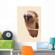 Young Long-eared Owl Wall Decal