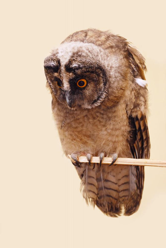 Young Long-eared Owl Wall Decal