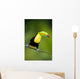 Keel Billed Toucan from