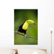 Keel Billed Toucan from
