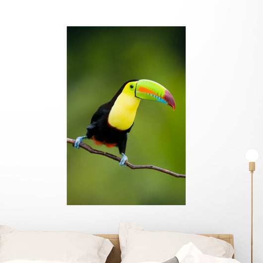 Keel Billed Toucan from