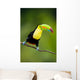 Keel Billed Toucan from