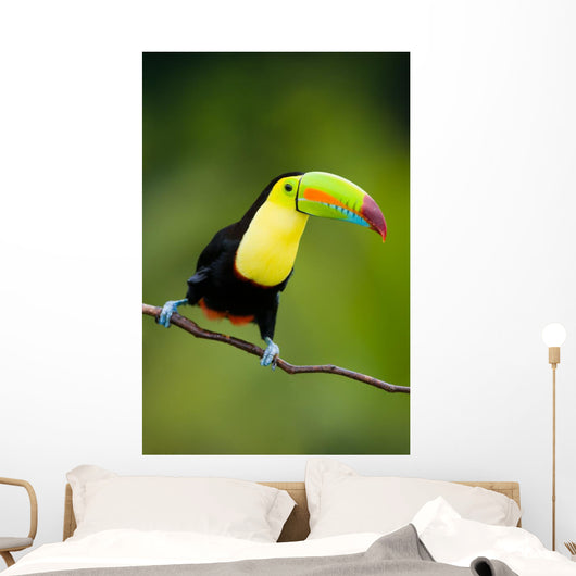 Keel Billed Toucan from
