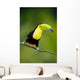 Keel Billed Toucan from