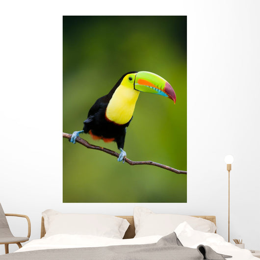 Keel Billed Toucan from