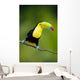 Keel Billed Toucan from