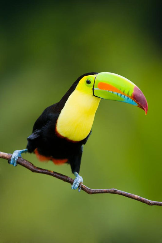 Keel Billed Toucan from