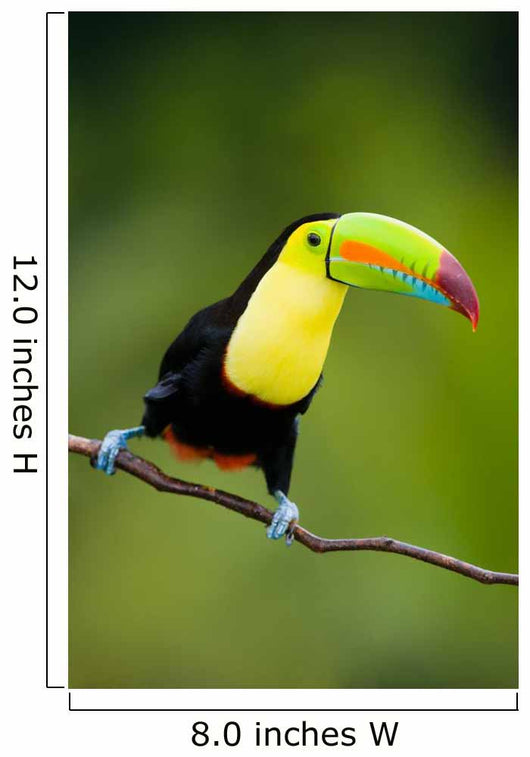 Keel Billed Toucan from