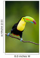 Keel Billed Toucan from