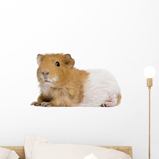 Guinea Pig in Front of White Background Wall Decal