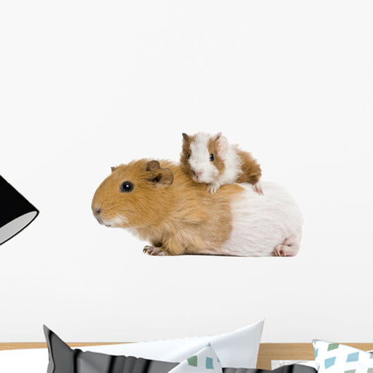 Guinea pig and her baby in front of white background Wall Decal