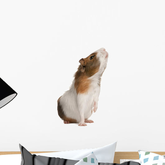 Guinea Pig Wall Decal
