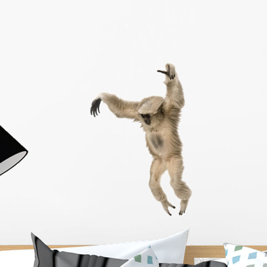 Young Pileated Gibbon Hylobates Pileatus Wall Decal