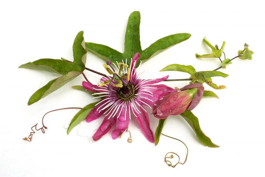 Passiflora Victoria Wall Decal