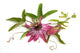 Passiflora Victoria Wall Decal
