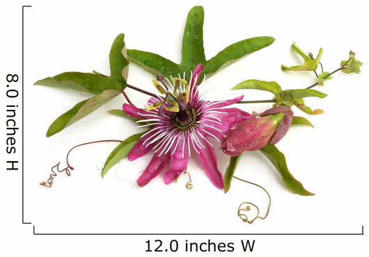 Passiflora Victoria Wall Decal