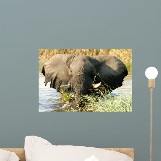 Elefant im Wasser im