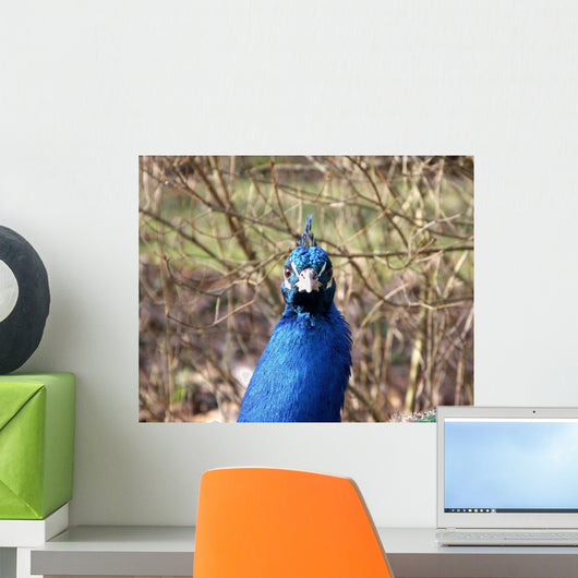 Peacock Head Wall Mural