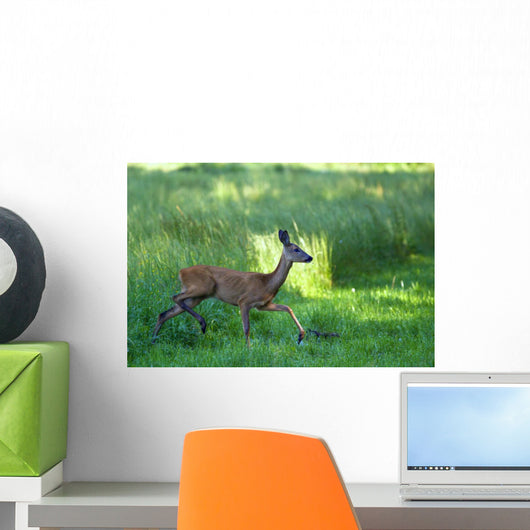 Roe Wall Mural