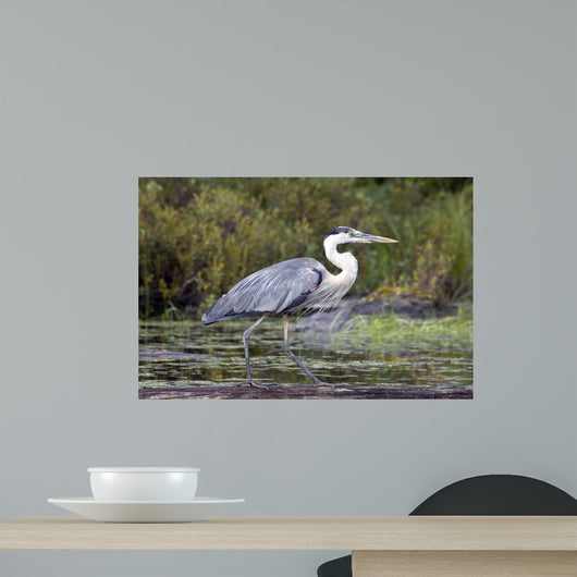 Blue Heron Wall Mural