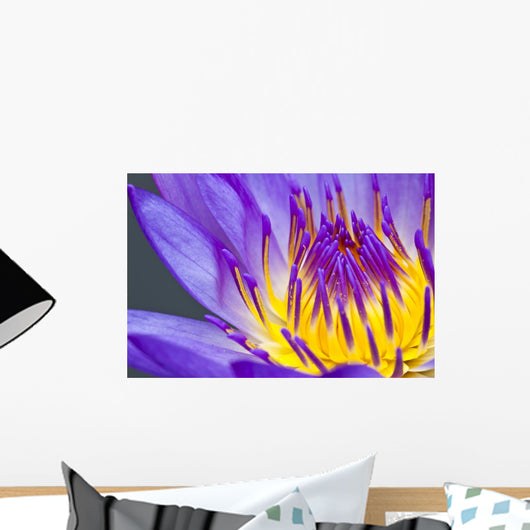 Up Purple Water Lily