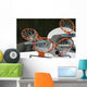 Paniers Basket Wall Mural