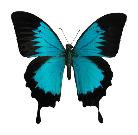 Butterfly Wall Decal Design 2