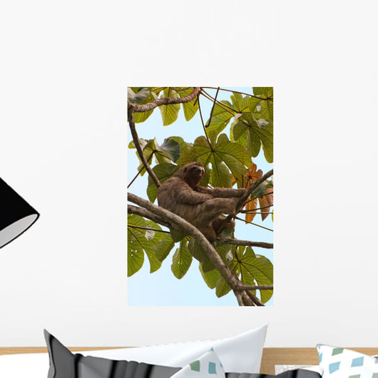 Paresseux Sloth in Brazil Wall Mural