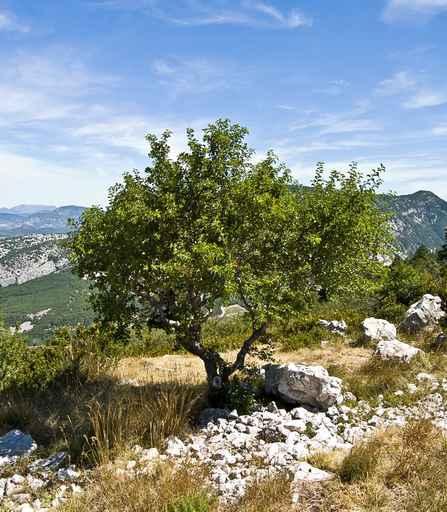 Arbre En Provence En Wall Decal