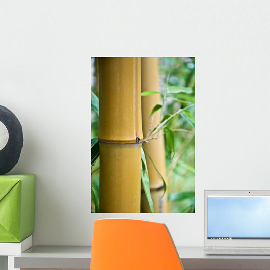big bamboo Wall Mural