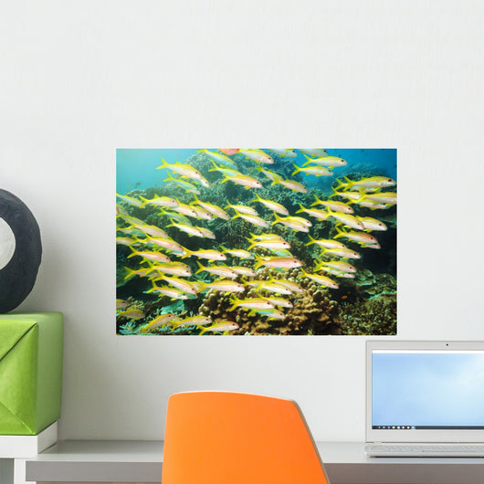 School Yellowfin Goatfish