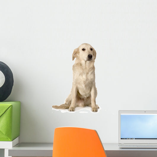 labrador golden retriever Wall Decal