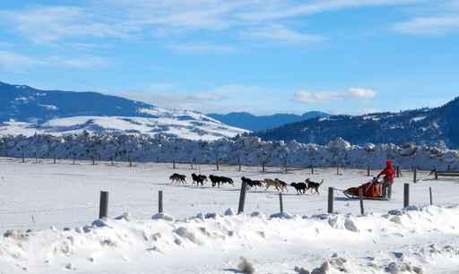 Dog Sled Team Wall Decal
