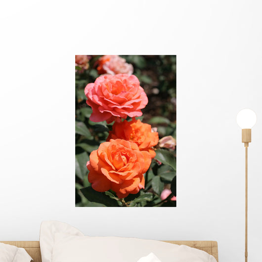Roses Flowers