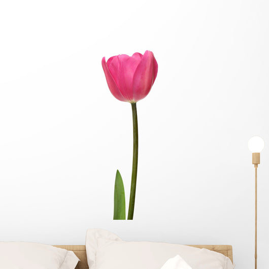 pink tulip Wall Decal