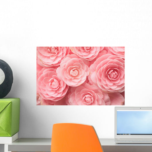 Camellia