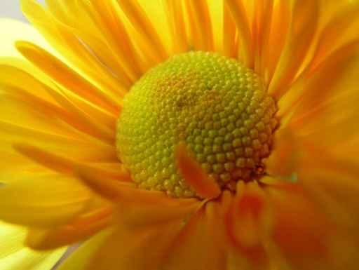 Miniature Sunflower Wall Decal