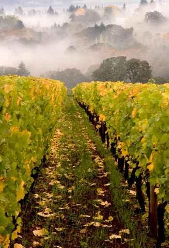 Row Vineyard Fall Wall Decal