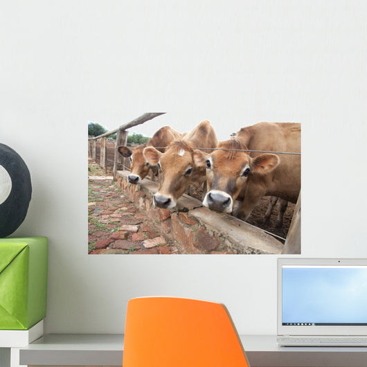 Three Jersey Cows