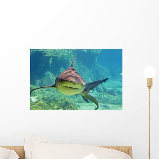 Approaching Shark Wall Mural
