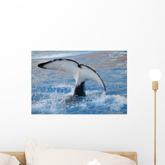 Orca Wall Mural